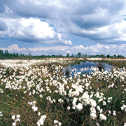 Fruchtendes Wollgras im Bargerveen