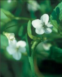 Blüte