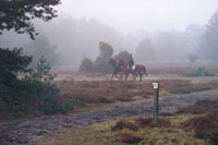 Reiter im Nebel