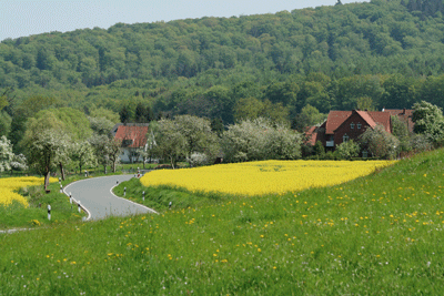 Rapsblüte in Friedrichsburg
