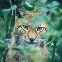 Luchs